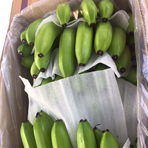 Common Green Cavendish Banana