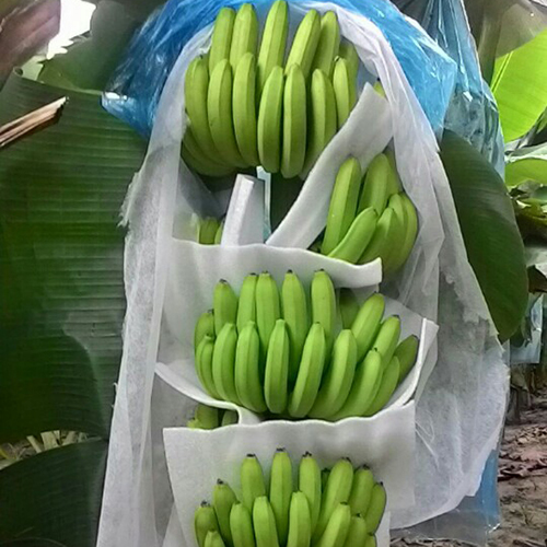 Green Cavendish Banana