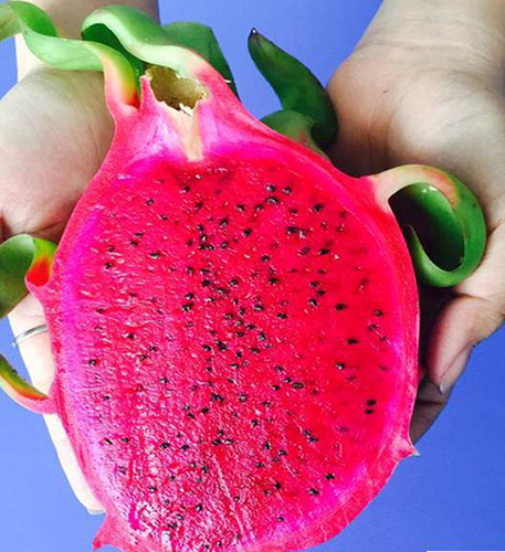Common Red Flesh Dragon Fruit