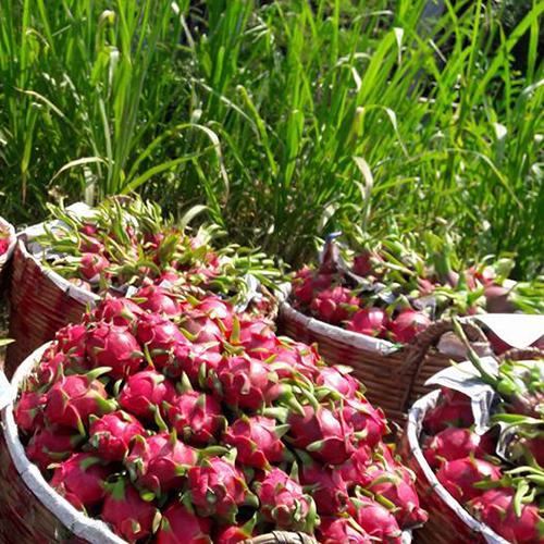 Dragon Fruit