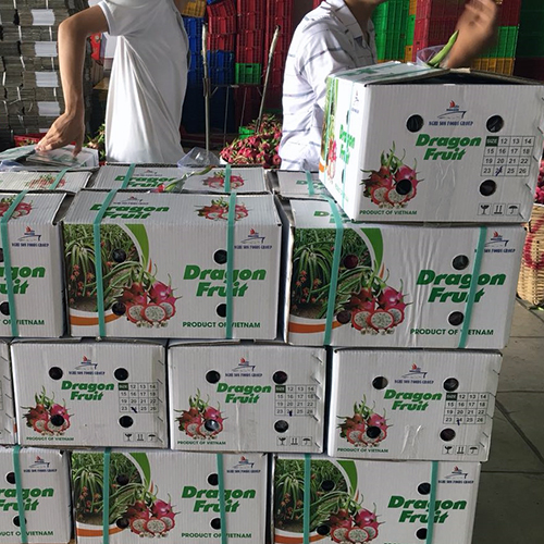 Dragon Fruit