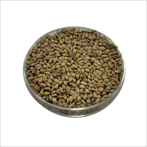 Wheat Malt - High Protein, 25 Kg & 50 Kg Pack Sizes, Brown Color | Ideal for Curry, Desserts like Laddoo and Barfi, Suitable for Hotel and Home Use