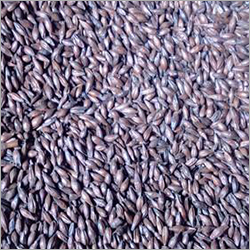 Chocolate Barley Malt - Organic Food Grade, 4% Moisture | Dried for Health Benefits, 96% Purity