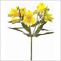 Alstroemeria