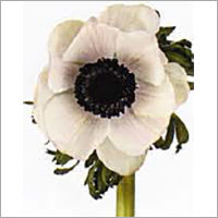 Anemone flower