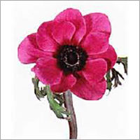 Anemone flower