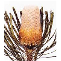 Banksia