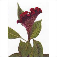 Celosia