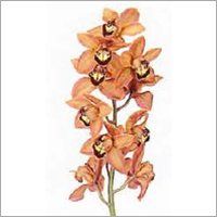 Cymbidium