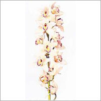 Cymbidium