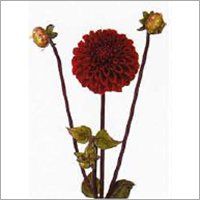 Dahlia Plants