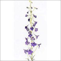 Delphinium