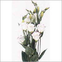 Eustoma