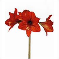 Hippeastrum flower