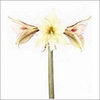 Hippeastrum flower