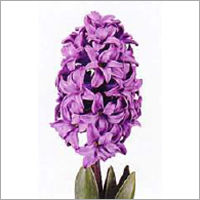 Hyacinthus flower