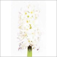 Hyacinthus flower