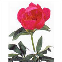 Paeonia