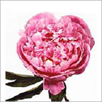 Paeonia