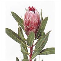 Protea flower