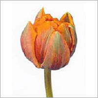 Tulipa