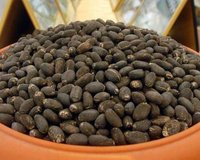Jatropha seed