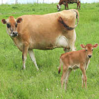 Indian Jersey Cow