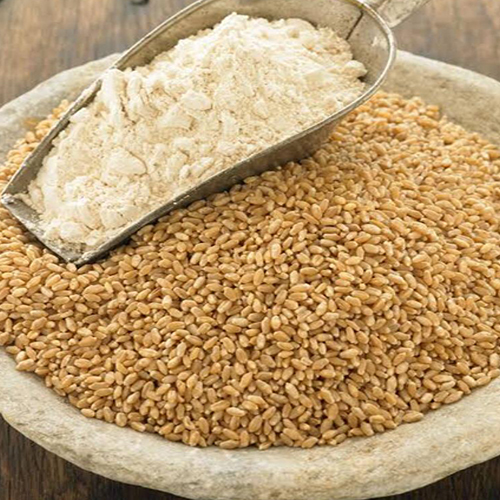 Wheat - Common Variety, Fresh Quality | Ideal for Diverse Culinary Applications