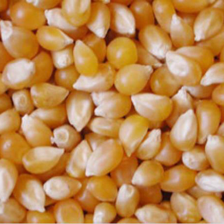Maize - Fresh Quality Common Variety | Premium Freshness, Nutrient-Rich Texture