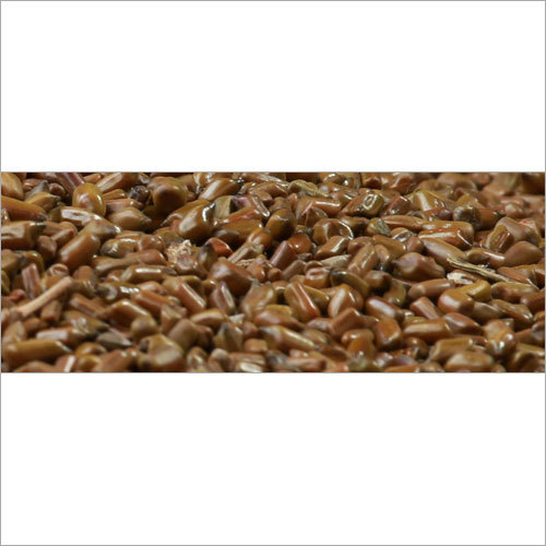 Cassia Tora