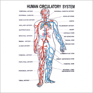 Human Physiology Charts - Manufacturers, Suppliers & Dealers