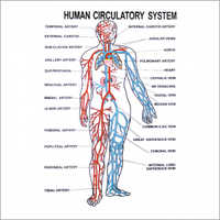 Human Physiology Charts - Plastic & Paper Material | Laboratory Use, Online Payment Options Available
