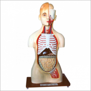 Human Torso - PVC Material | Ideal for School Applications Payment Terms: Cheque RTGS Bank Transfer Online