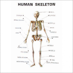 Human Anatomy - PVC Material | Medical Grade for Academic and Professional Study, Flexible Design with Different Payment Options Available