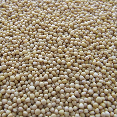 Off White Mustard Seeds at Best Price in Pune | Naaz International ...