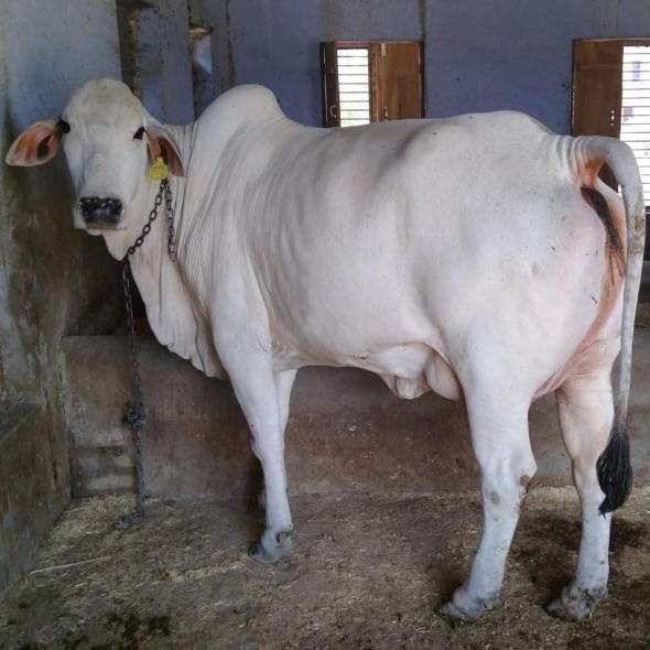 Breeder Tharparkar cow