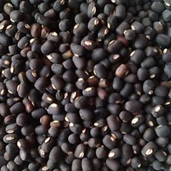 Urad Sabut