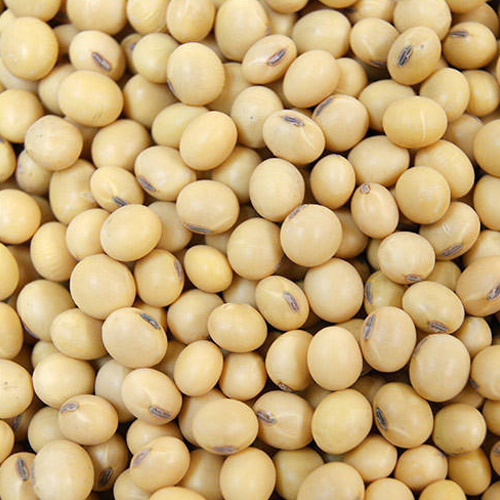 Fresh Soyabean