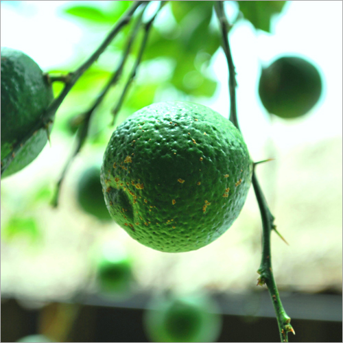 Fresh Green Lemon Moisture (%): 100%