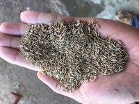 Spice Board Certified Cumin Seeds