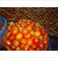 Organic Fresh Healthy Tomato