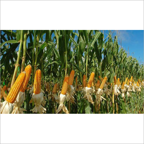 Indian Maize