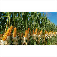 Indian Maize