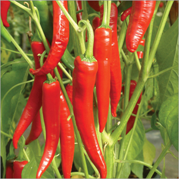Fresh Red Chilli