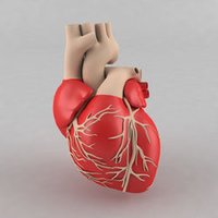 Human Heart Models