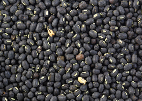Black Gram Origin: India