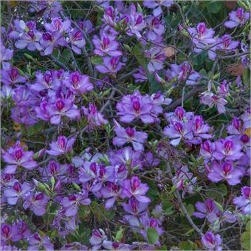 Purple Bauhinia Variegata
