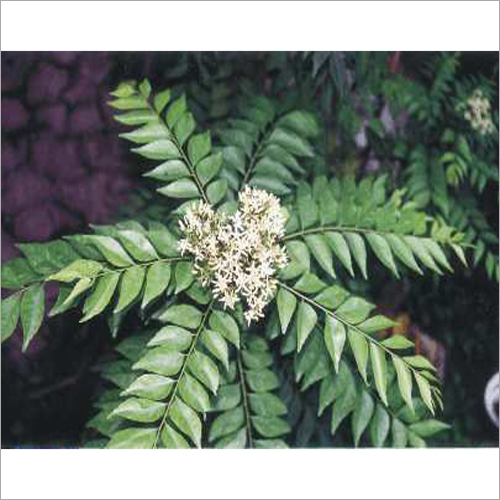 Murraya Koenigii Extract