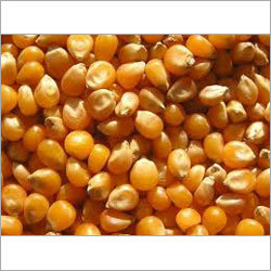 Yellow and White Maize