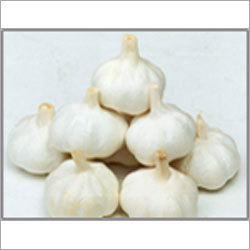Fresh Garlic